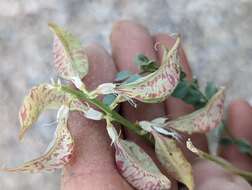 Imagem de Astragalus beckwithii var. purpureus M. E. Jones