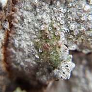 Image of pore lichen