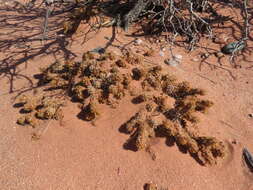 Image of Tephrocactus molinensis (Speg.) Backeb.