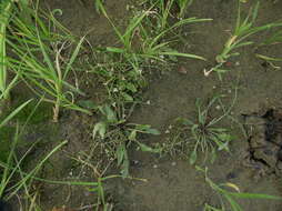 Image of Narrowleaf Water-plantain