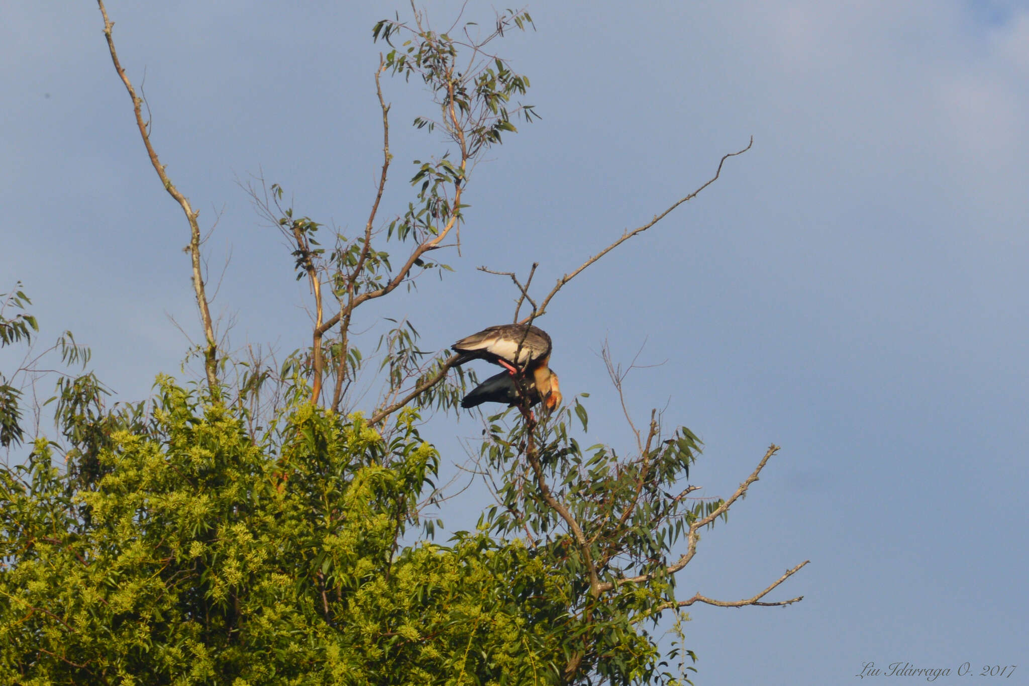 Sivun amazonianiibis kuva