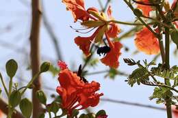 Plancia ëd Xylocopa sulcatipes Maa 1970