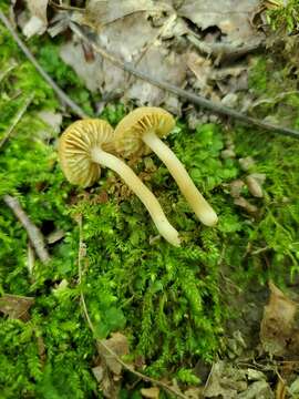 Image of Hygrocybe deceptiva (A. H. Sm. & Hesler) Leelav., Manim. & Arnolds 2006