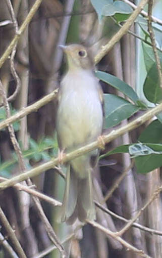 Image of Cuban Solitaire