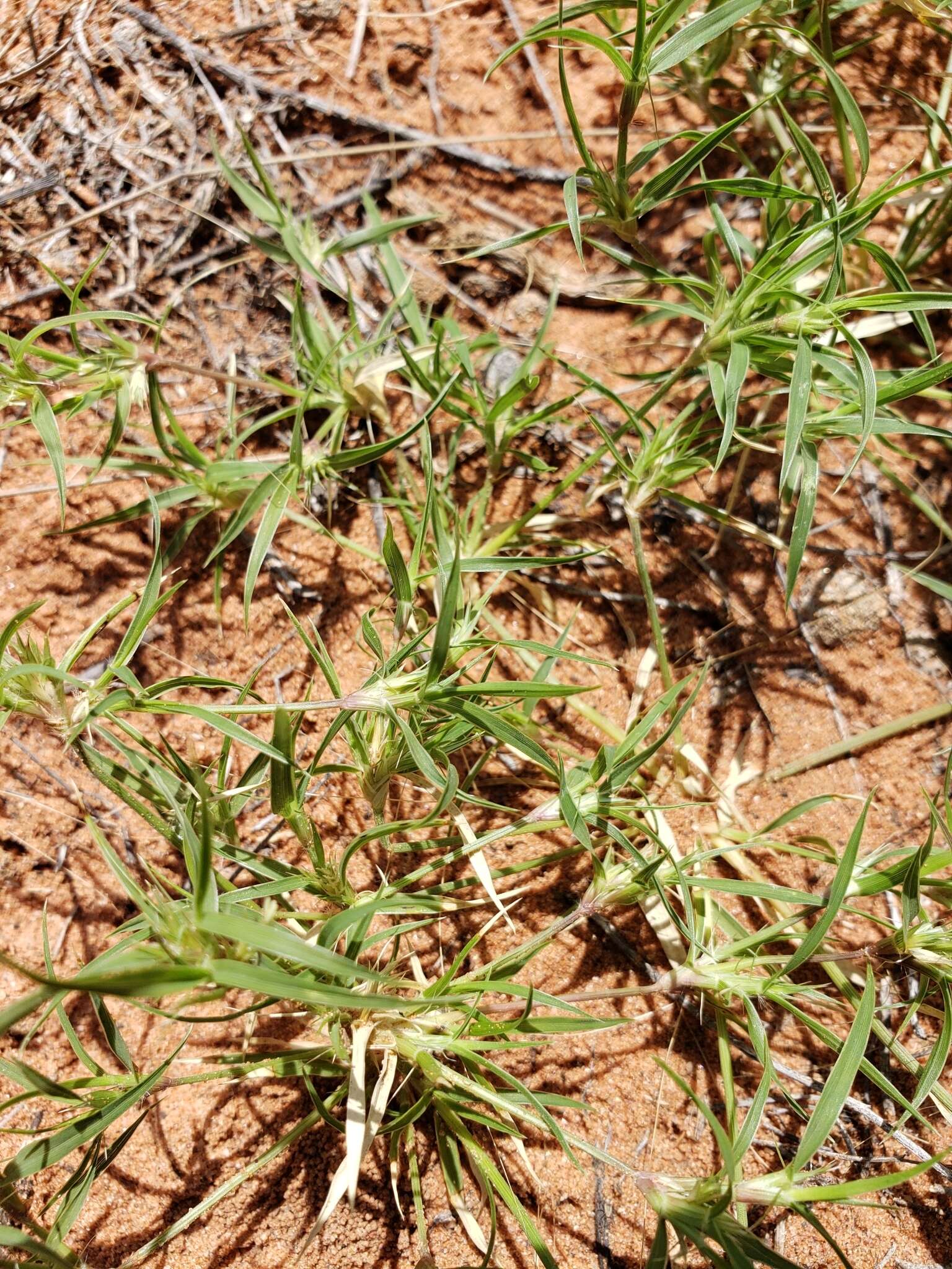 Image of false buffalograss