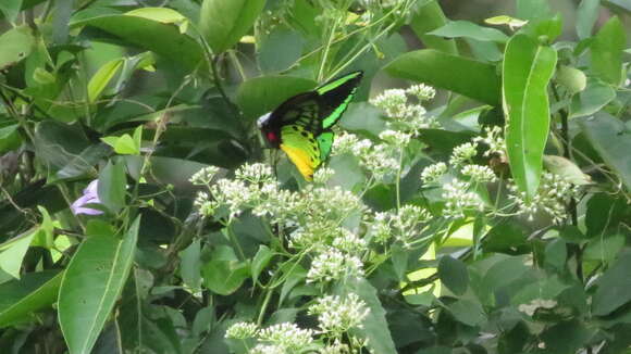 Слика од Ornithoptera priamus (Linnaeus 1758)