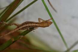 Image of Chiapas Ornate Anole