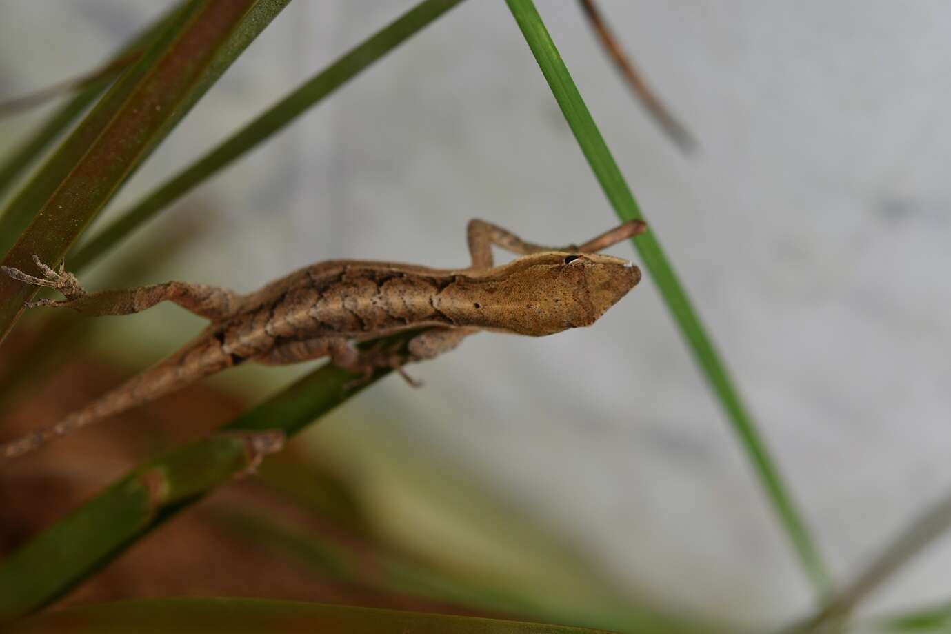 Image of Chiapas Ornate Anole