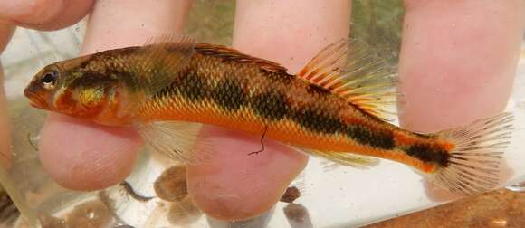 Image of Gilt Darter