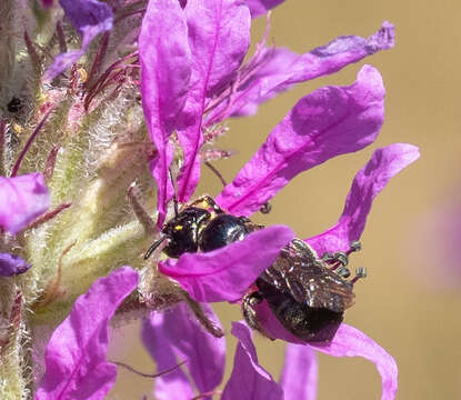 Ceratina cucurbitina (Rossi 1792)的圖片