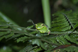 Image of Gastrotheca albolineata (Lutz & Lutz 1939)