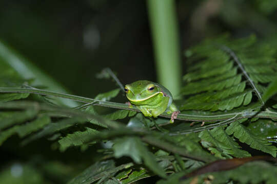 Sivun Gastrotheca albolineata (Lutz & Lutz 1939) kuva