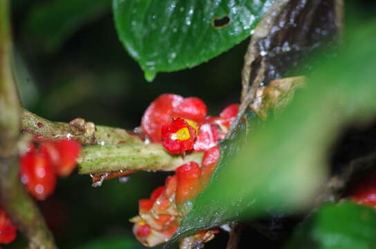 Image of Glossoloma tetragonoides (Mansf.) J. L. Clark