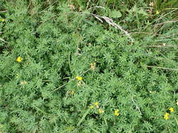 Image of Narrow-leaved Bird's-foot-trefoil