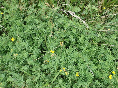 Image of Narrow-leaved Bird's-foot-trefoil