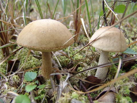 Image of Leccinum holopus (Rostk.) Watling 1960