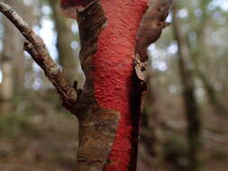 Слика од Australovuilleminia coccinea Ghob.-Nejh. & Hallenb. 2010