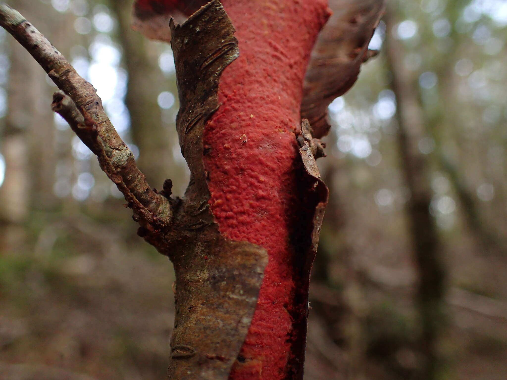 Image of Australovuilleminia coccinea Ghob.-Nejh. & Hallenb. 2010