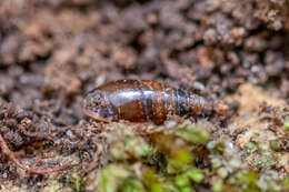 Image of Three-toothed Moss Snail