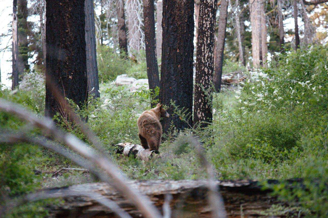 Image of Ursus americanus californiensis Miller 1900