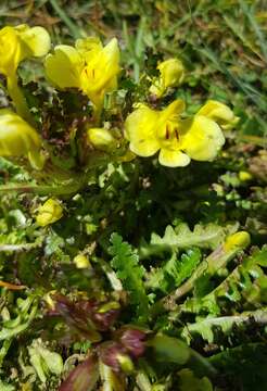 Imagem de Pedicularis longiflora Rudolph