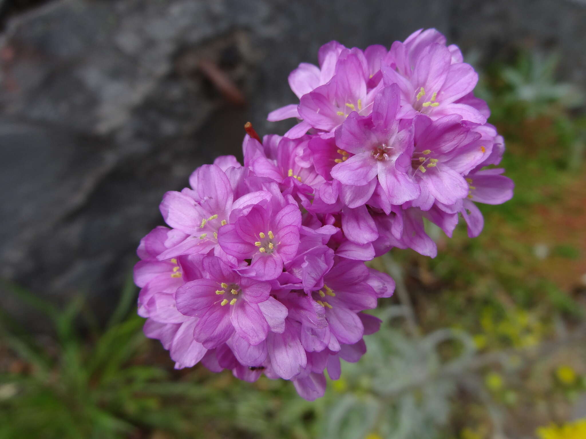 Image of Armeria maderensis Lowe