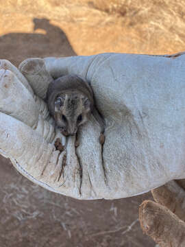 Image of Stripe-faced Dunnart