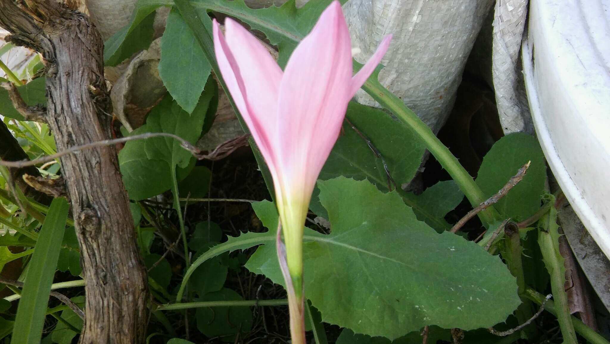 Image of Zephyranthes carinata Herb.