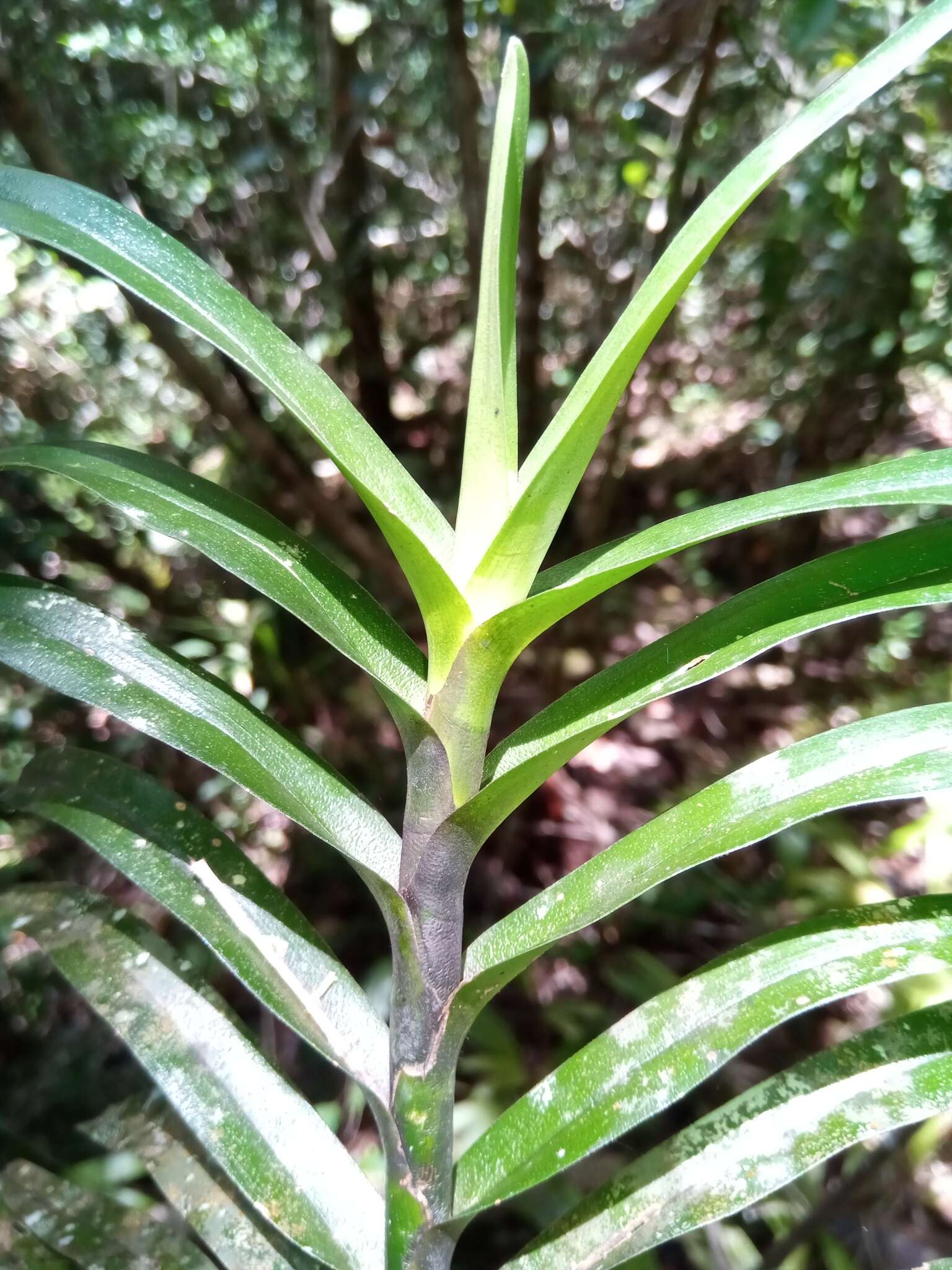 Image of Angraecum viguieri Schltr.