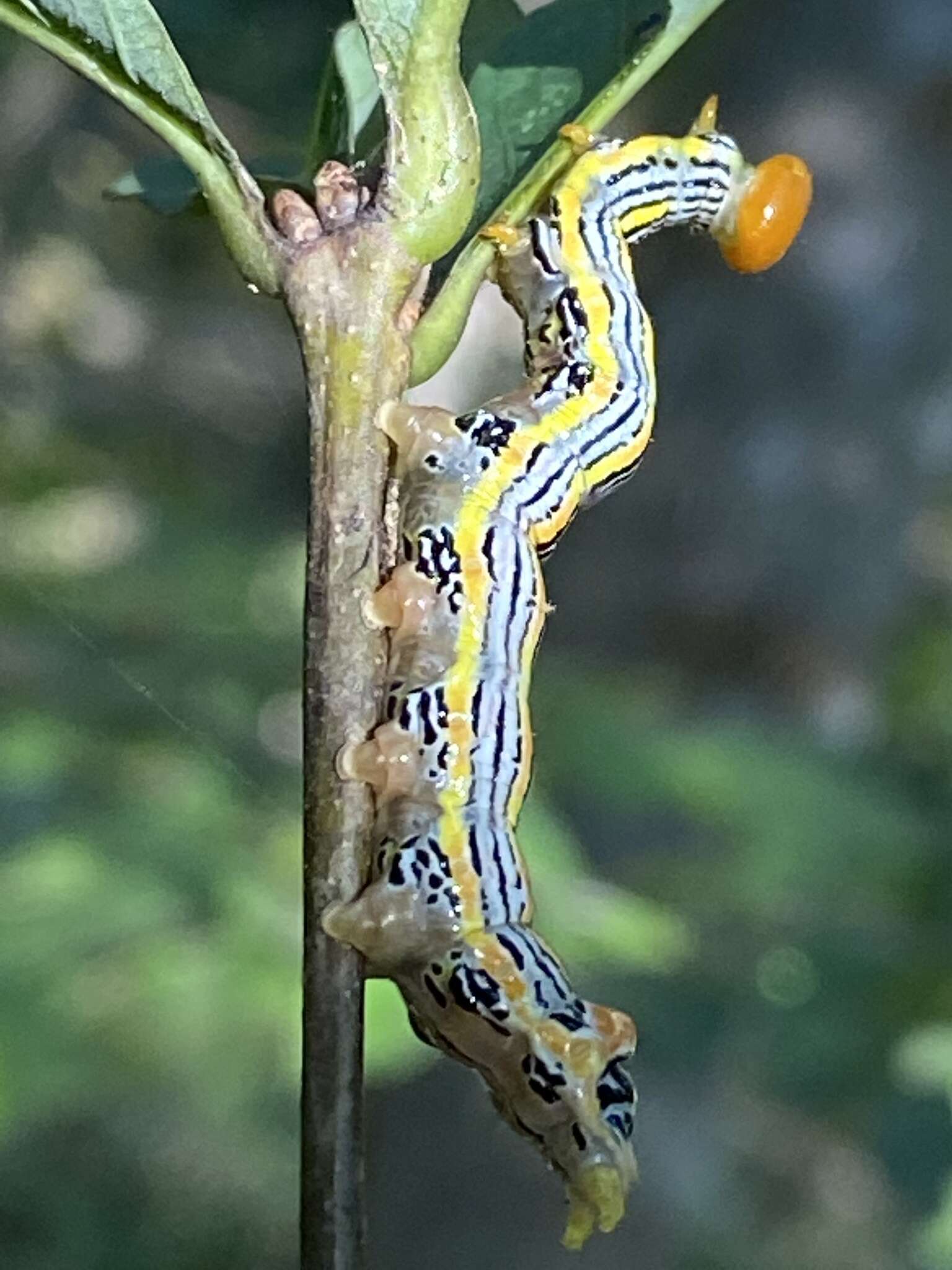 Image of Red-humped Oakworm