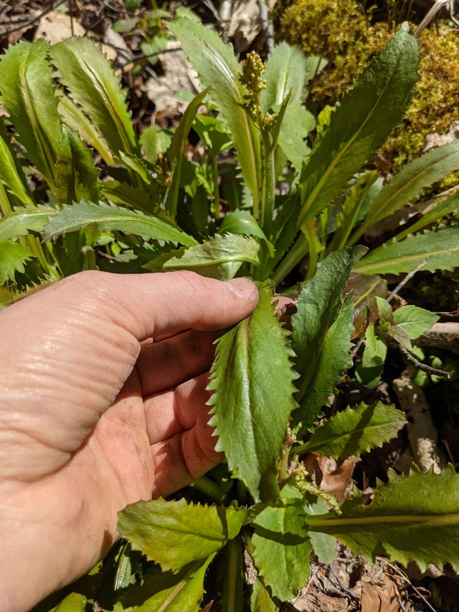 Image of Lettuce-Leaf Pseudosaxifrage