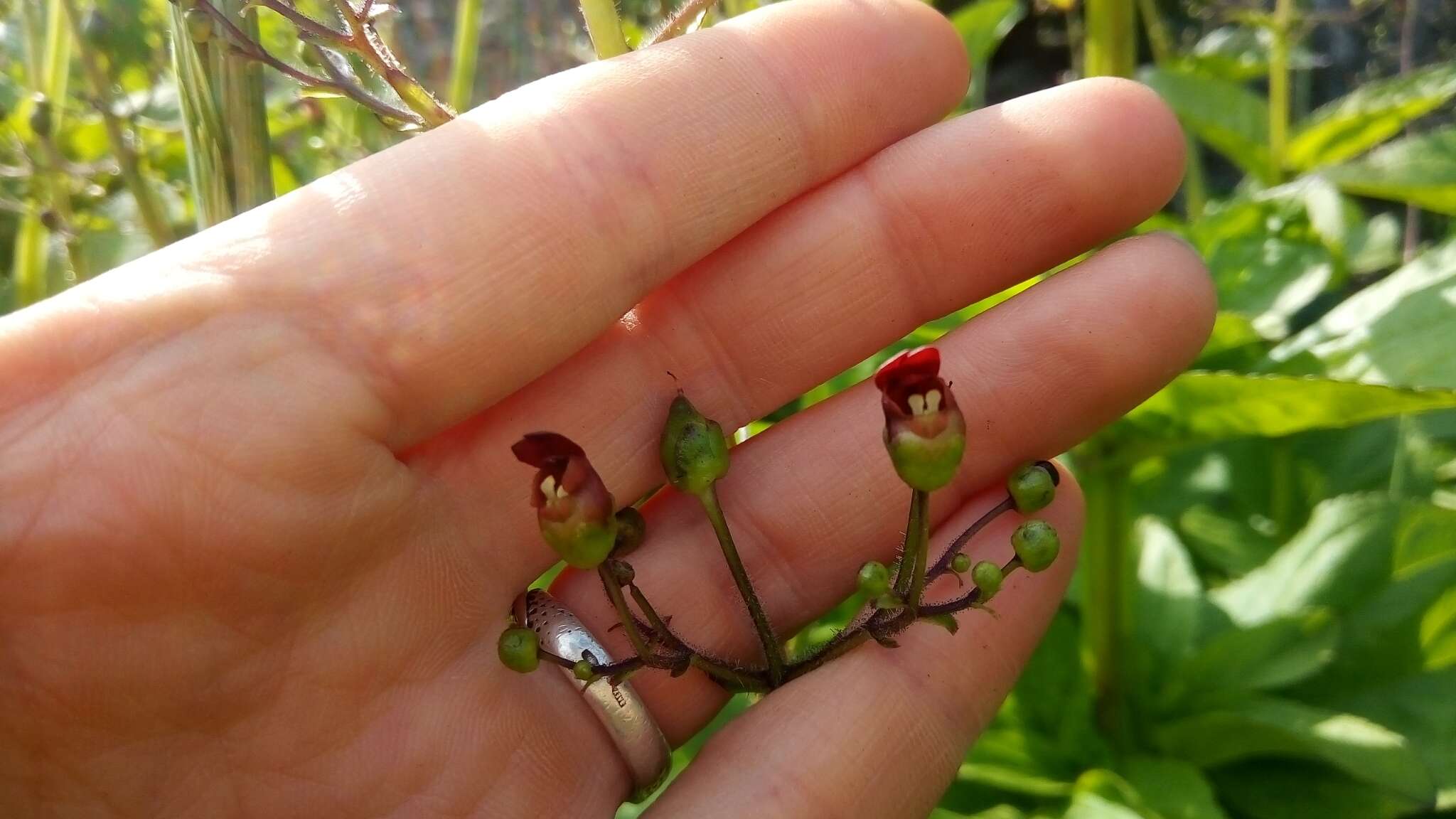 Image de Scrophularia grayana Maxim. ex Kom.