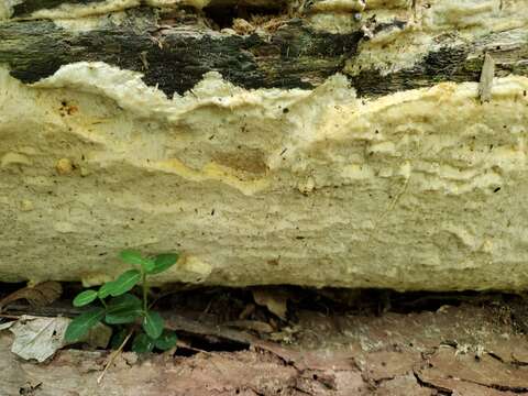 Image of Yuchengia narymica (Pilát) B. K. Cui, C. L. Zhao & K. T. Steffen 2013