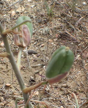 Imagem de Albuca viscosa L. fil.