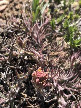 Image of ashgray Indian paintbrush