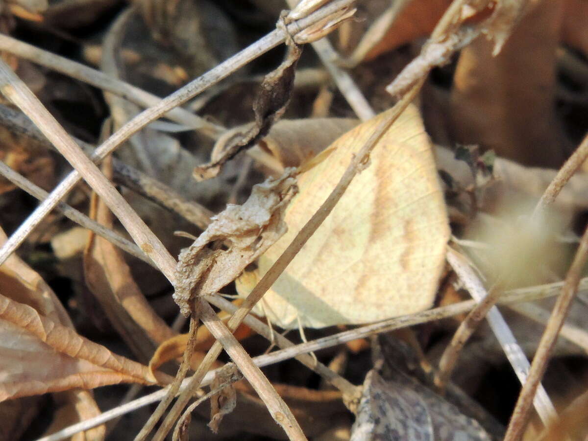 Image of Spotless Grass Yellow