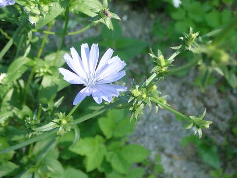 Image of Cichorium intybus subsp. intybus