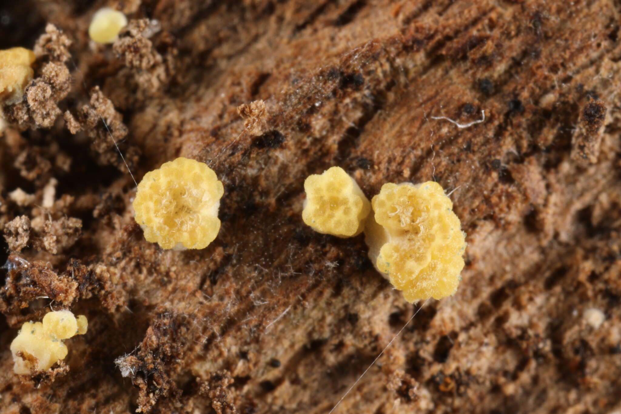 Image of Trichoderma deliquescens (Sopp) Jaklitsch 2011