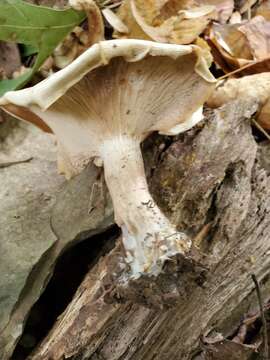 Image of Clitocybe robusta Peck 1897