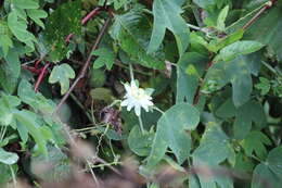 Plancia ëd Passiflora subpeltata Ortega