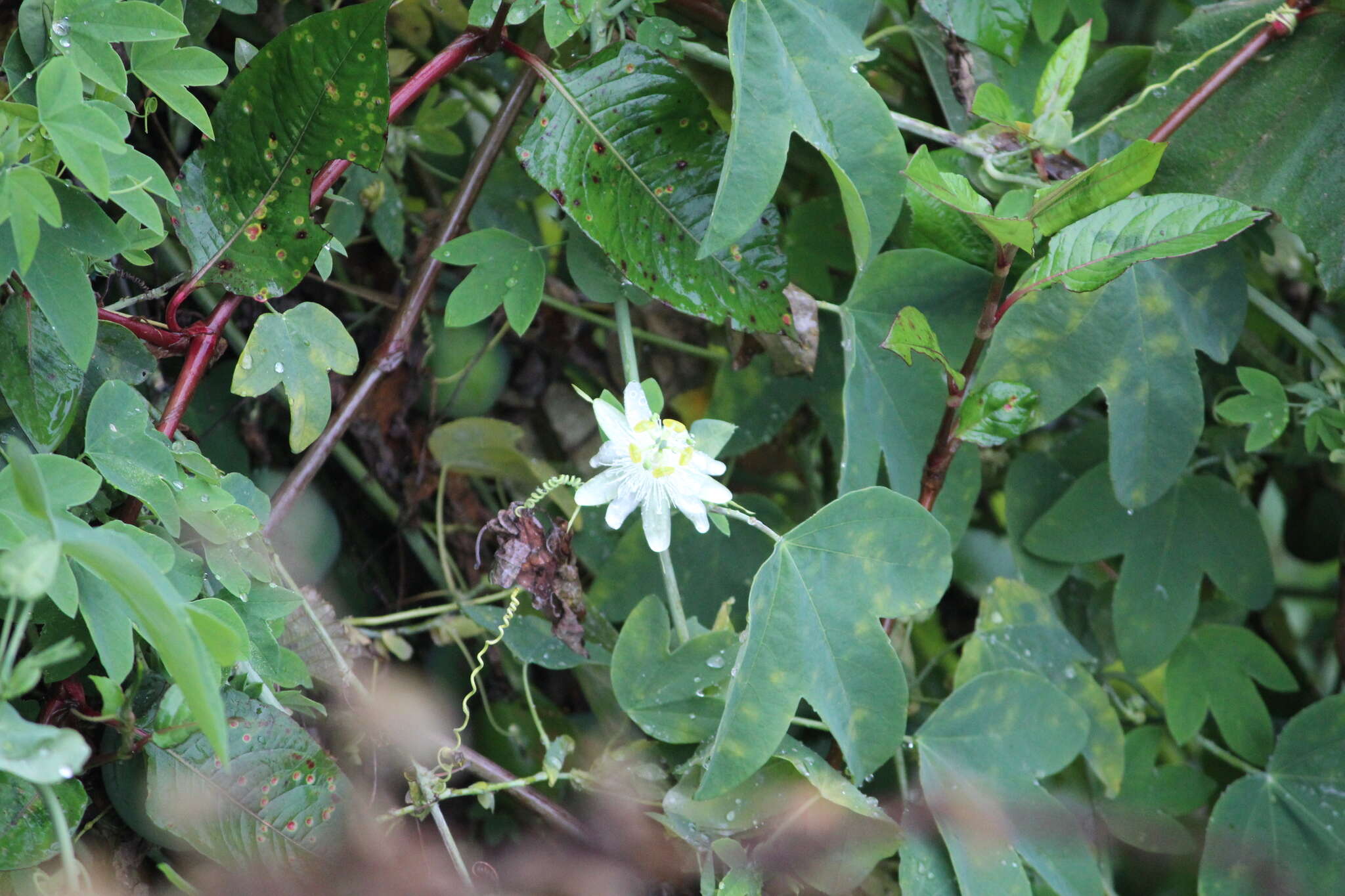 Plancia ëd Passiflora subpeltata Ortega