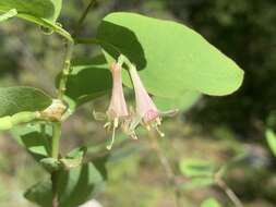 Слика од Lonicera utahensis S. Wats.