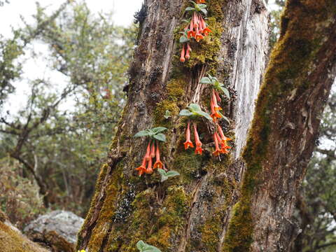 Image of Fuchsia apetala Ruiz & Pav.