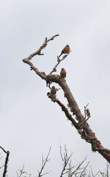 Image of Grey-headed Bullfinch