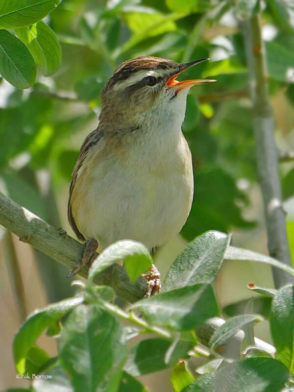 Image of Sedge Warbler