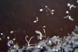 Image of Penicillium brevicompactum Dierckx 1901