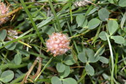 Image of strawberry clover