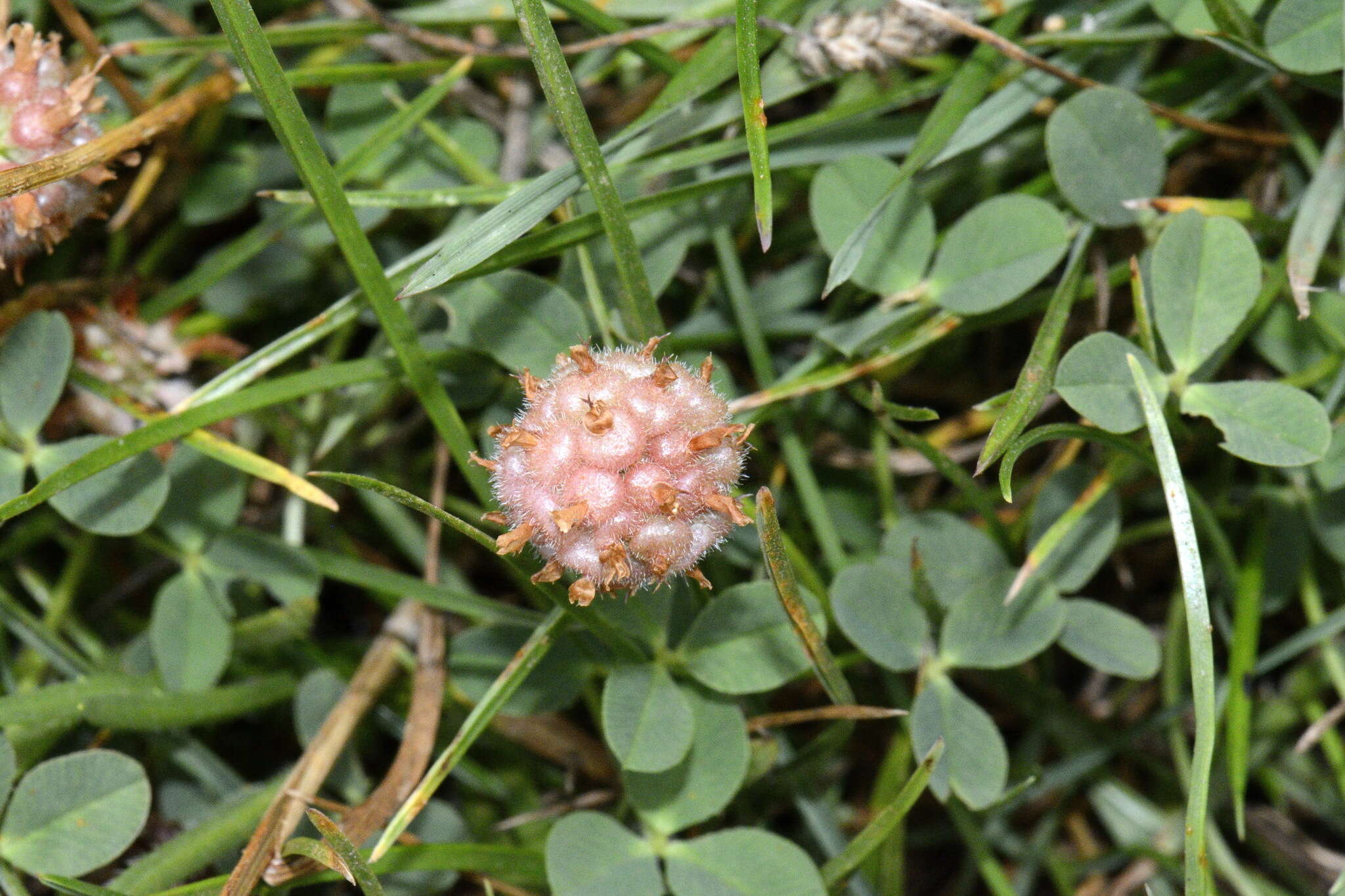 Image of strawberry clover