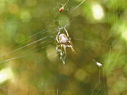 Image of Verrucosa meridionalis (Keyserling 1892)