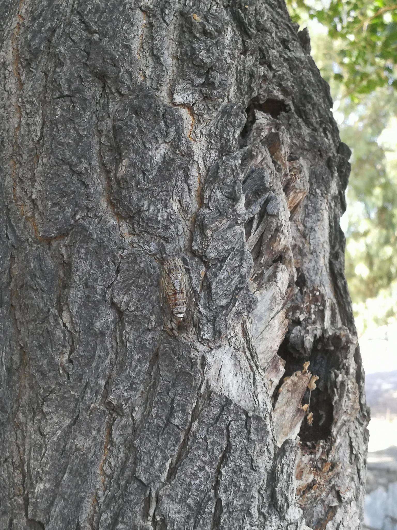 Image of Cicada mordoganensis Boulard 1979